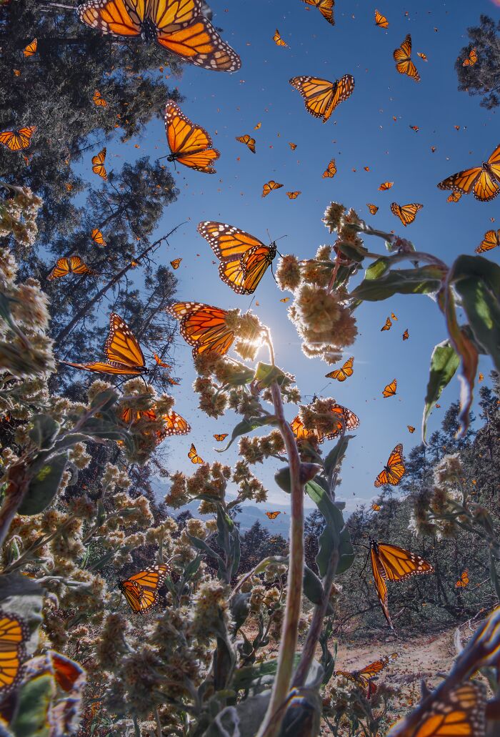Wait, I Hung Out With Thousands of Monarch Butterflies in Mexico and It Was Insane!