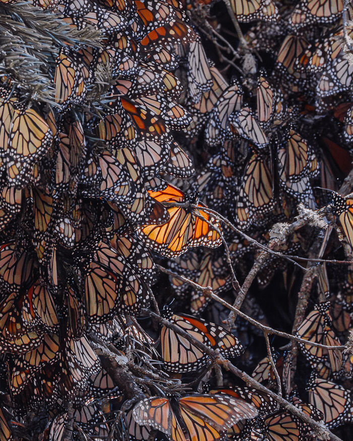 Wait, I Hung Out With Thousands of Monarch Butterflies in Mexico and It Was Insane!