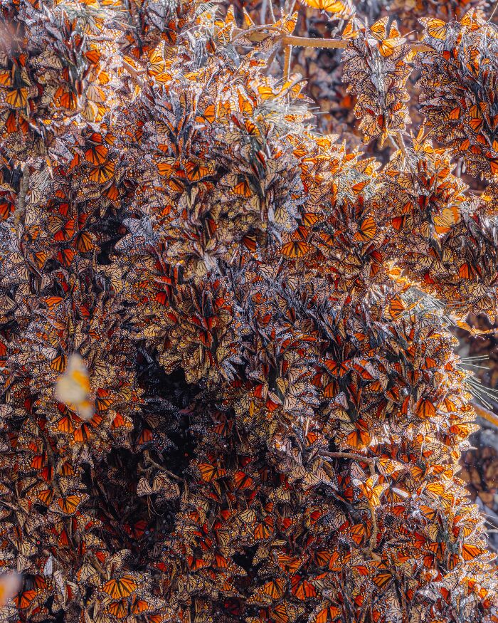 Wait, I Hung Out With Thousands of Monarch Butterflies in Mexico and It Was Insane!