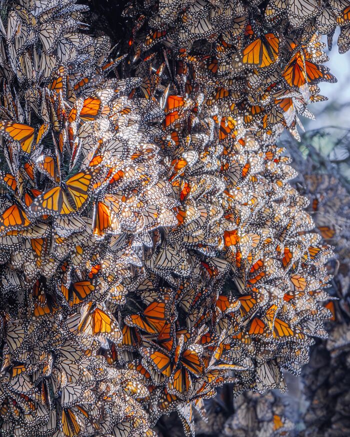 Wait, I Hung Out With Thousands of Monarch Butterflies in Mexico and It Was Insane!
