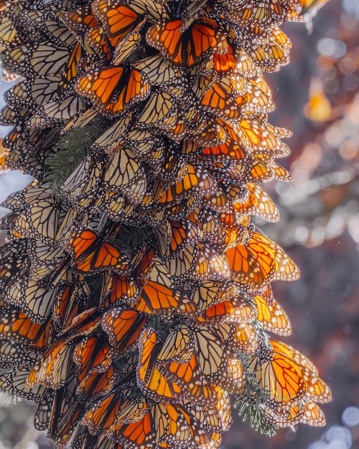 Wait, I Hung Out With Thousands of Monarch Butterflies in Mexico and It Was Insane!