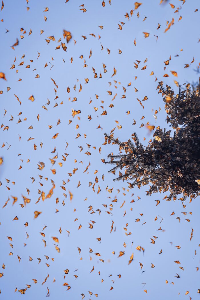 Wait, I Hung Out With Thousands of Monarch Butterflies in Mexico and It Was Insane!