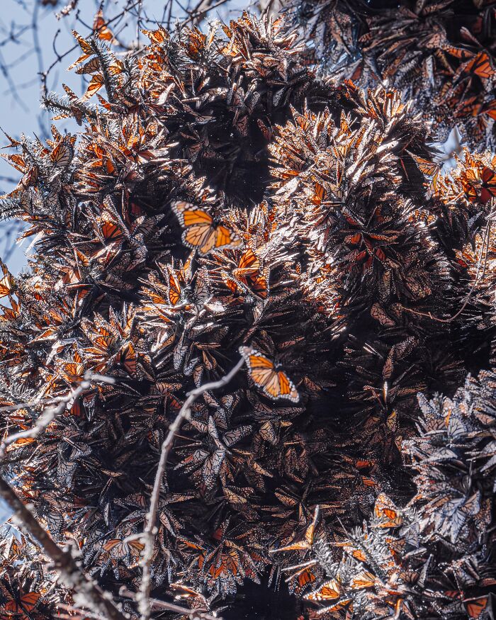 Wait, I Hung Out With Thousands of Monarch Butterflies in Mexico and It Was Insane!