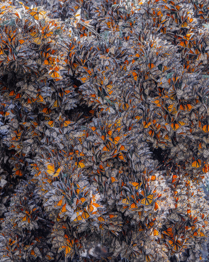 Wait, I Hung Out With Thousands of Monarch Butterflies in Mexico and It Was Insane!