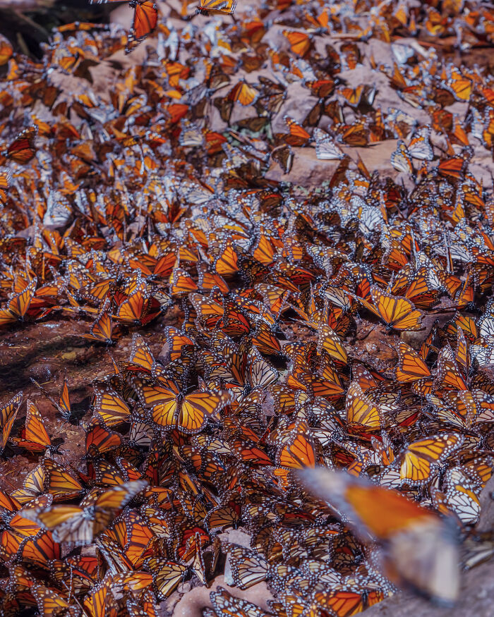 Wait, I Hung Out With Thousands of Monarch Butterflies in Mexico and It Was Insane!