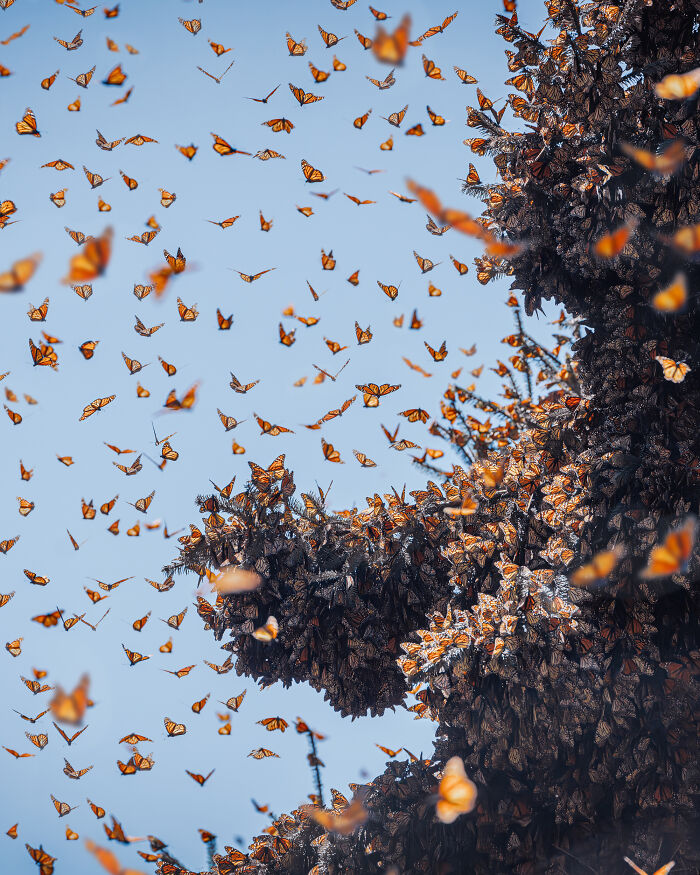 Wait, I Hung Out With Thousands of Monarch Butterflies in Mexico and It Was Insane!