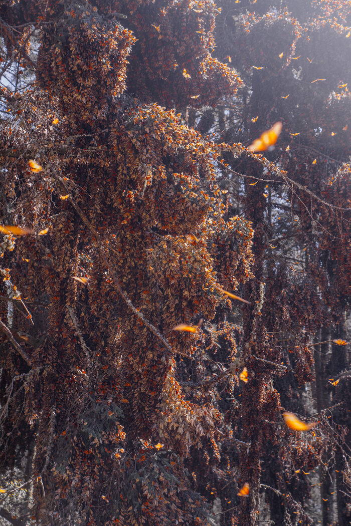 Wait, I Hung Out With Thousands of Monarch Butterflies in Mexico and It Was Insane!