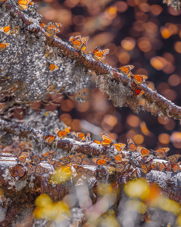 Wait, I Hung Out With Thousands of Monarch Butterflies in Mexico and It Was Insane!