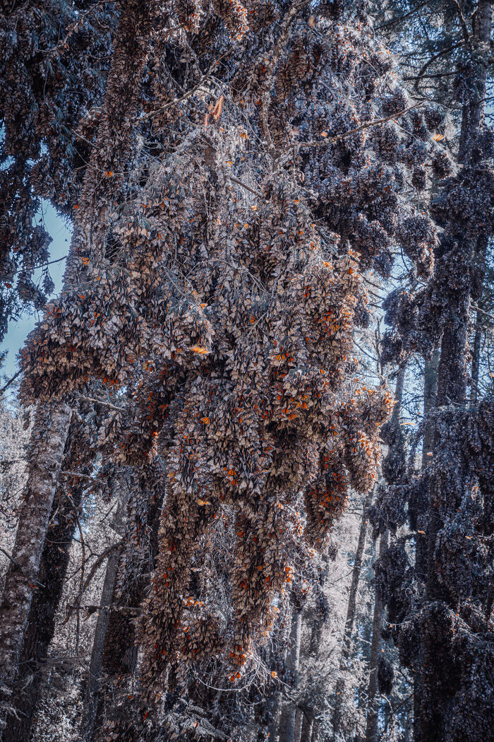 Wait, I Hung Out With Thousands of Monarch Butterflies in Mexico and It Was Insane!