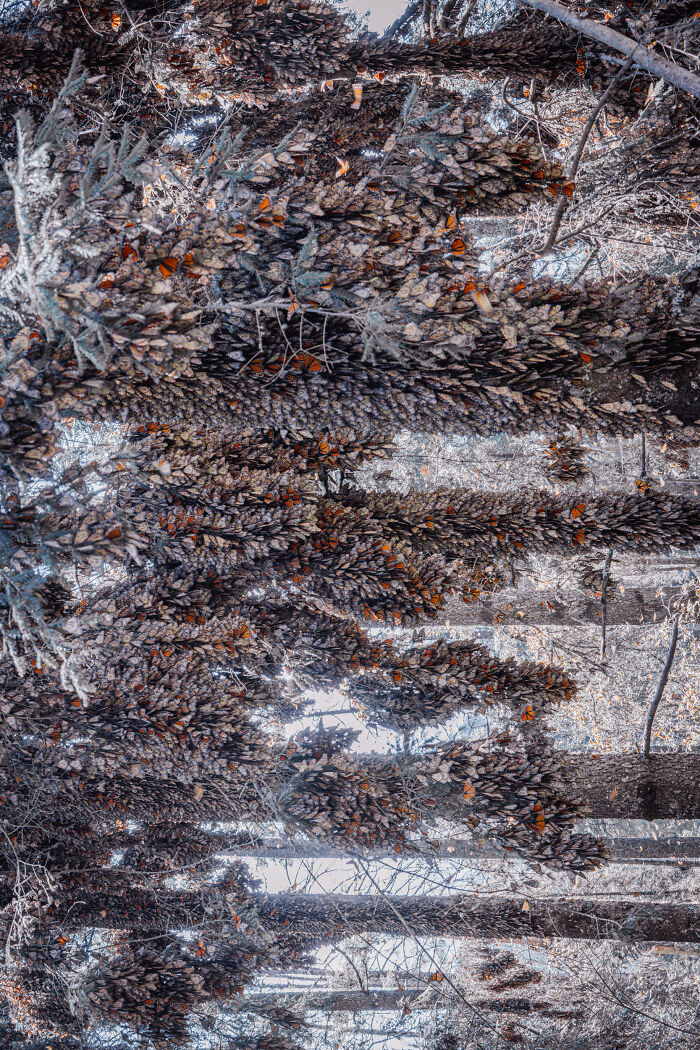 Wait, I Hung Out With Thousands of Monarch Butterflies in Mexico and It Was Insane!