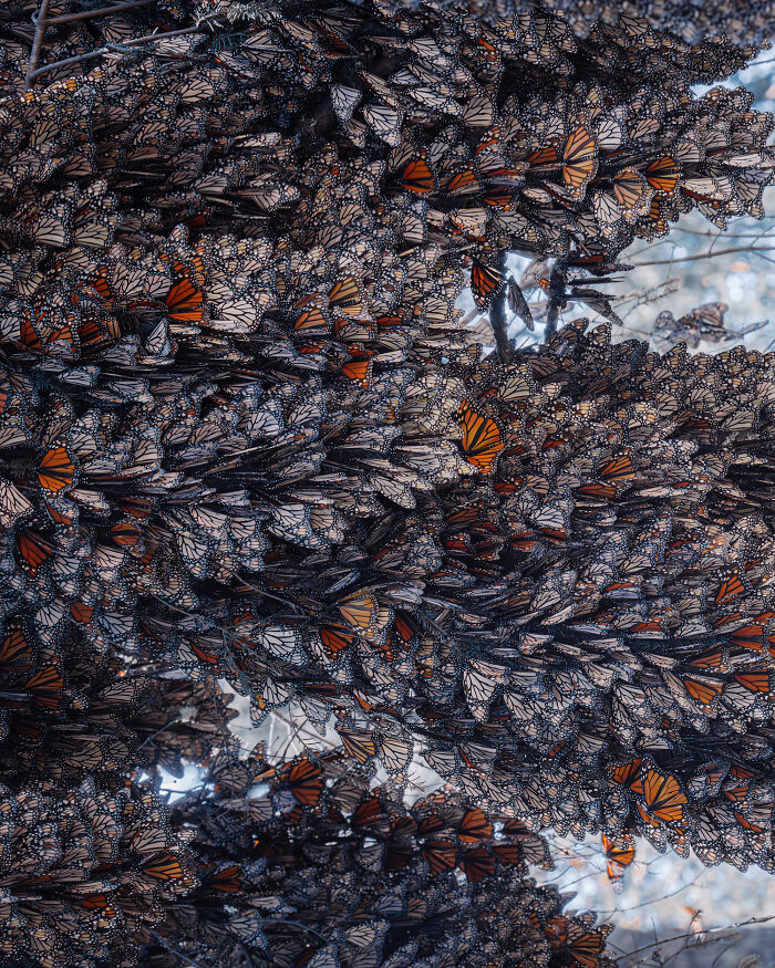 Wait, I Hung Out With Thousands of Monarch Butterflies in Mexico and It Was Insane!