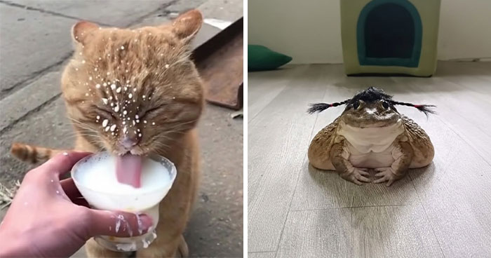 36 Animal Pics That Will Totally Make Your Day