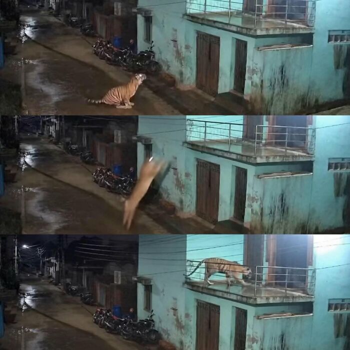 36 Animal Pics That Will Totally Make Your Day