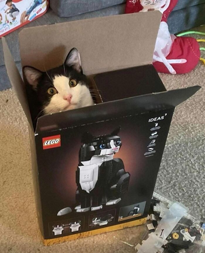 36 Animal Pics That Will Totally Make Your Day