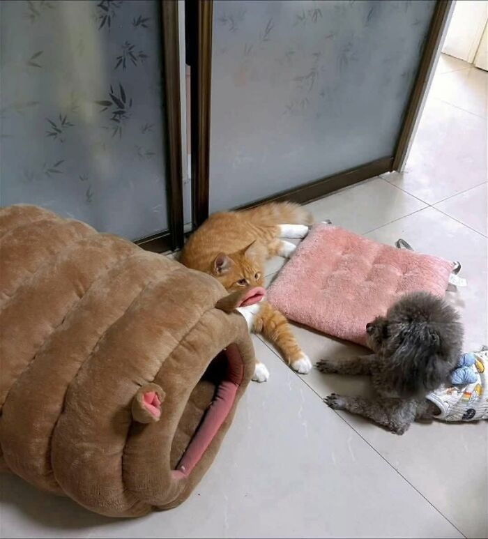 36 Animal Pics That Will Totally Make Your Day