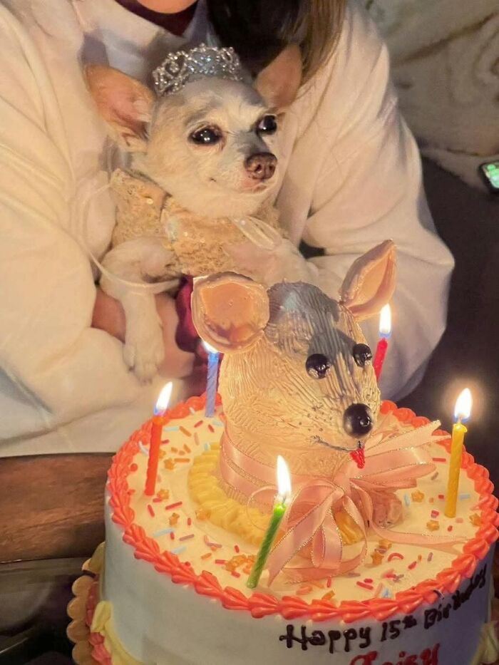 36 Animal Pics That Will Totally Make Your Day