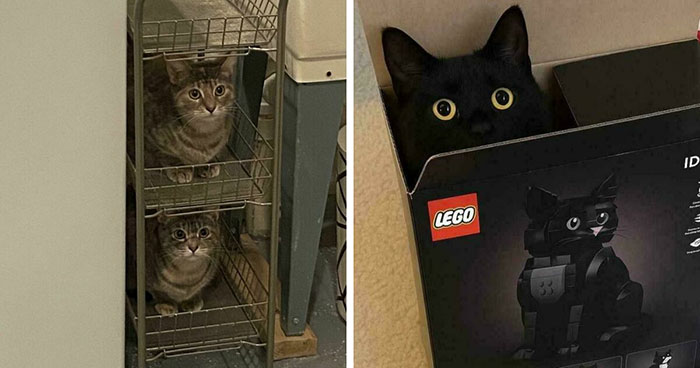 Wait, They Really Sit There?! 50 Cats Squeezing Into the Wildest Spots