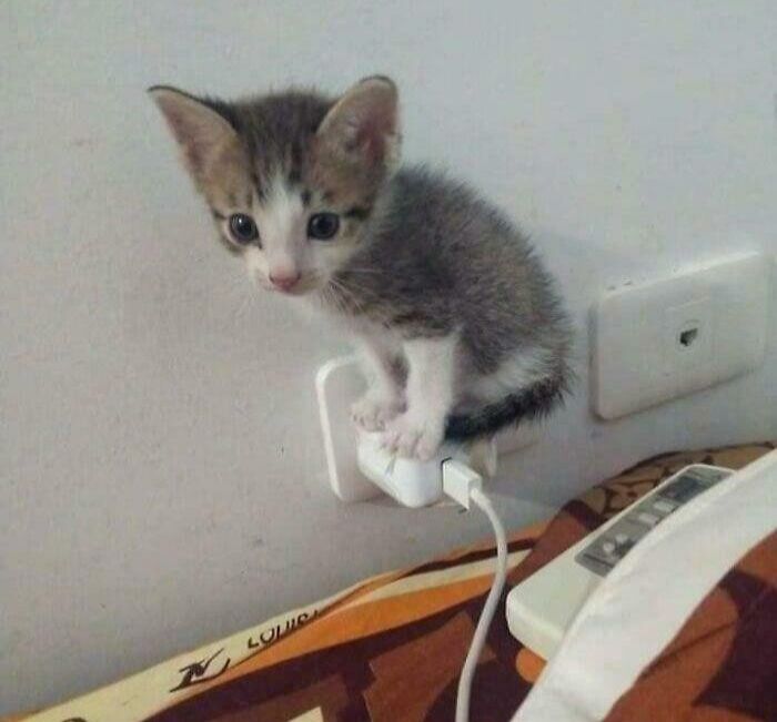 Miniature Masterpieces of Fit