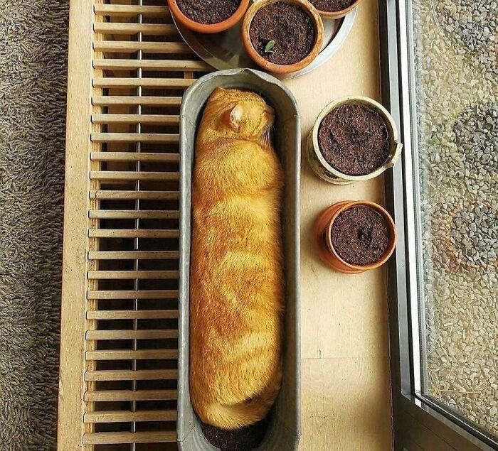 Container Gardening? More Like Container Napping