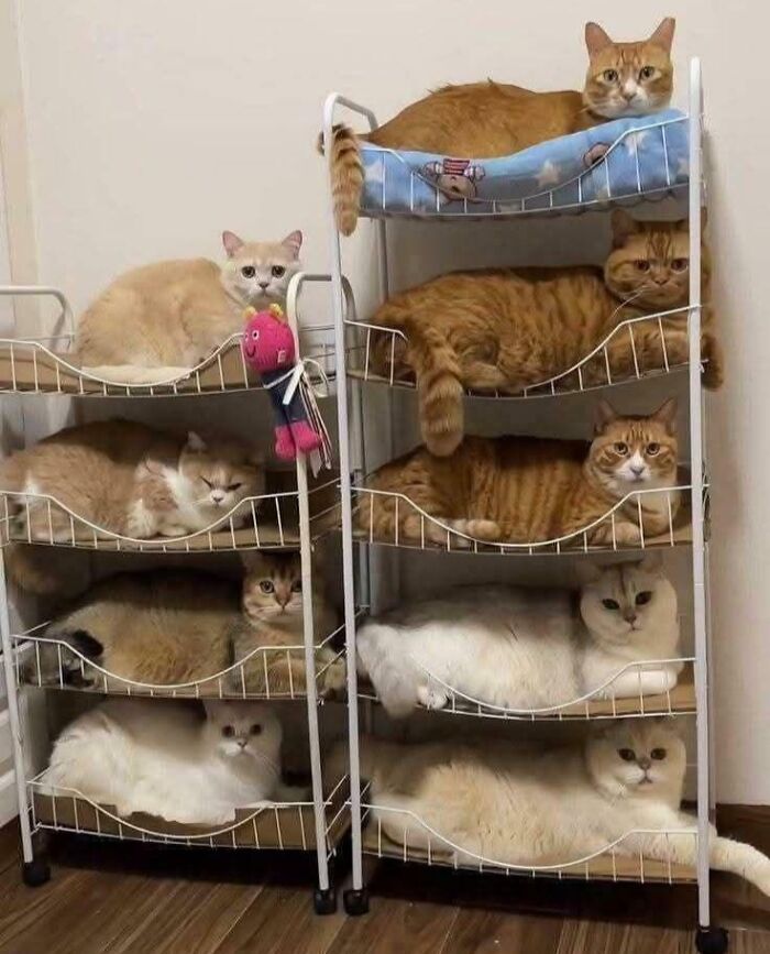 If the Shelf Fits, We All Pile On