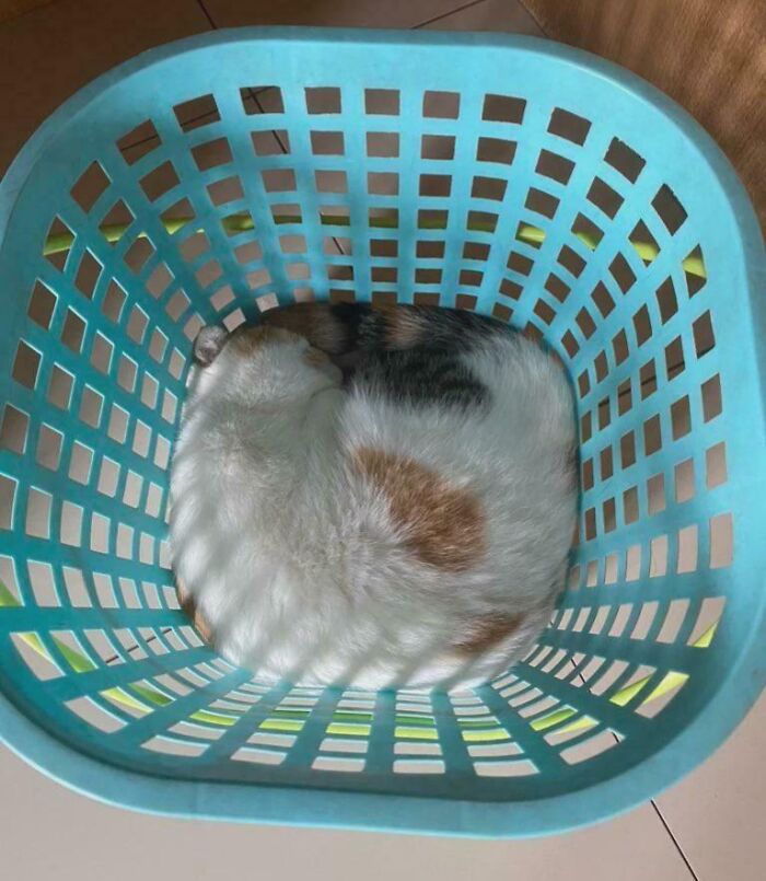 The Definition of 'If I Fits, I Sits’