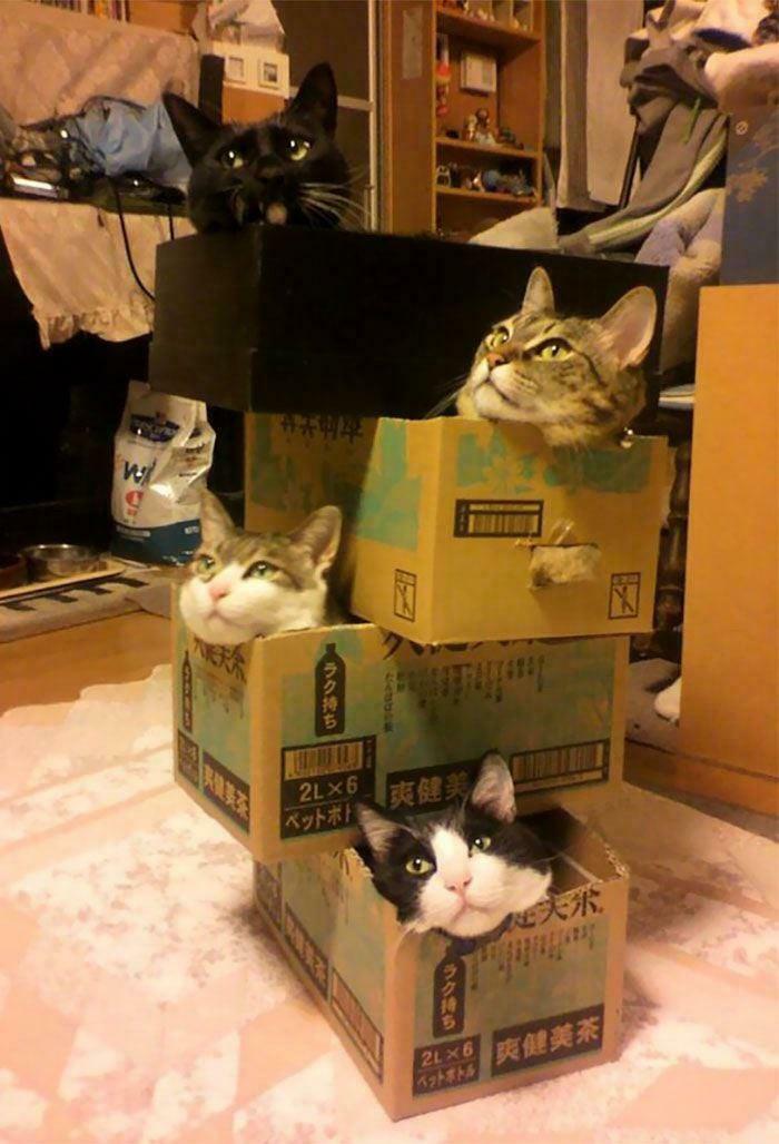 A Tower of Purrfection