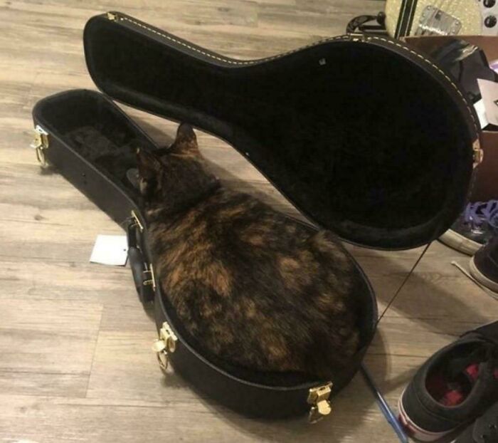 The Guitar Cat Strikes a Pose