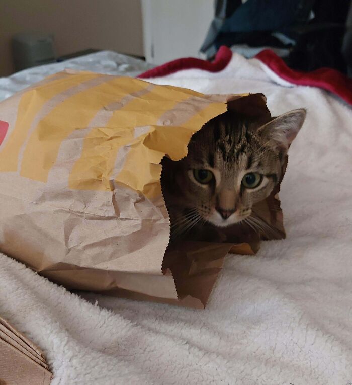 Extra Sauce? More Like Extra Cat