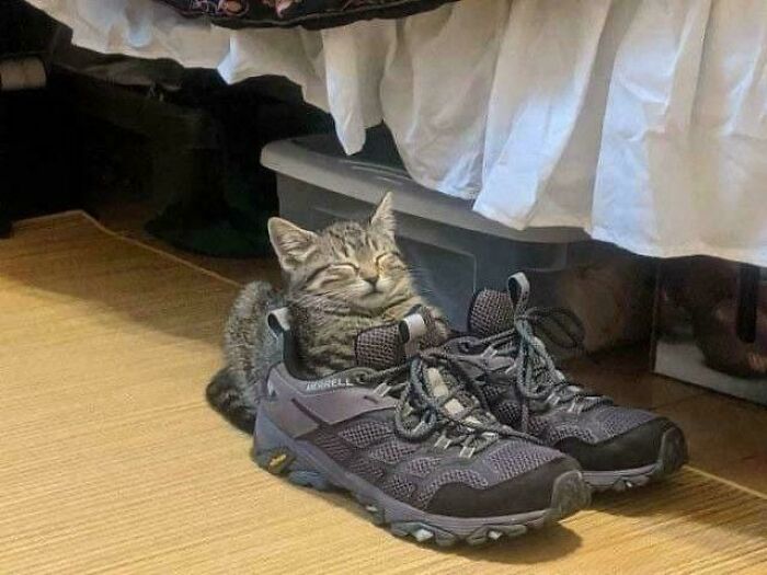 Boots Were Made for Napping