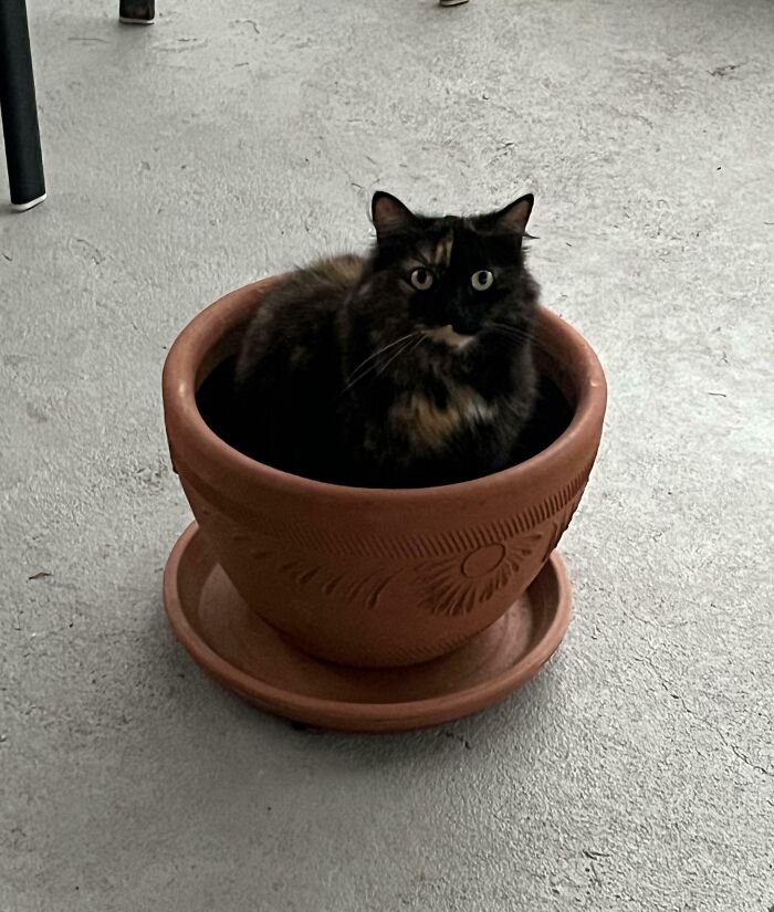 I Am Plant Now