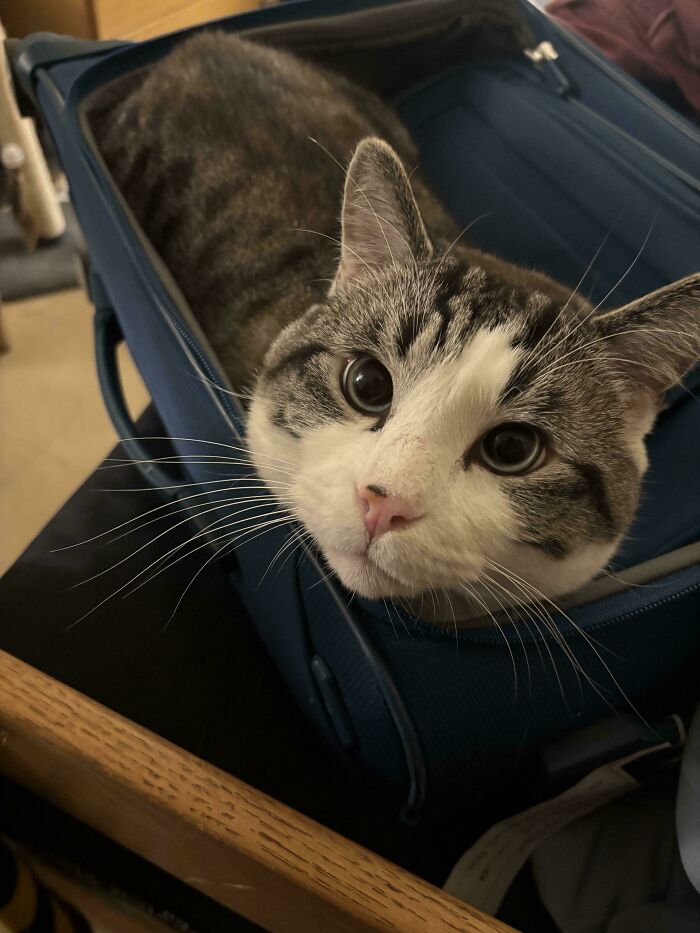 Suitcase? More Like Cat Case