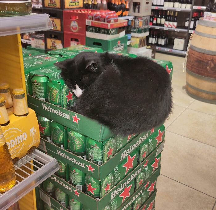 Found a Kitty Napping in the Supermarket
