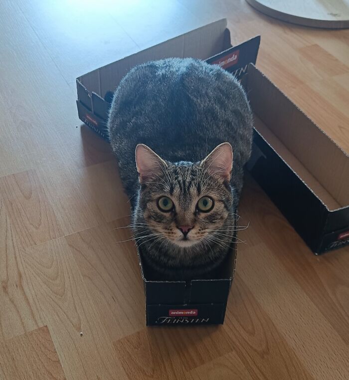 Used to Fit Perfectly as a Kitten, Still Got It