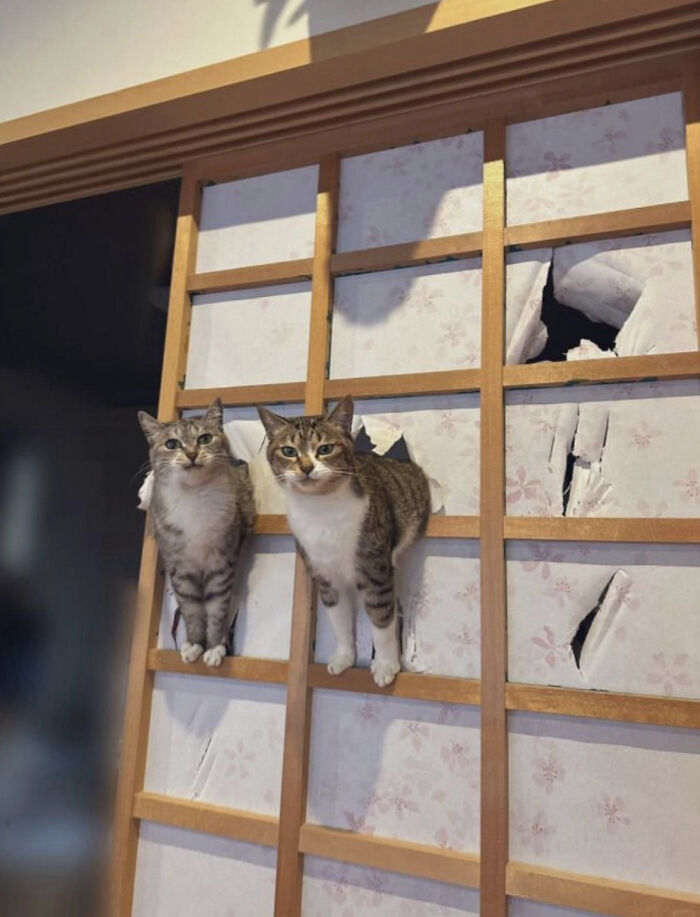 Do They Fit? We Think So!