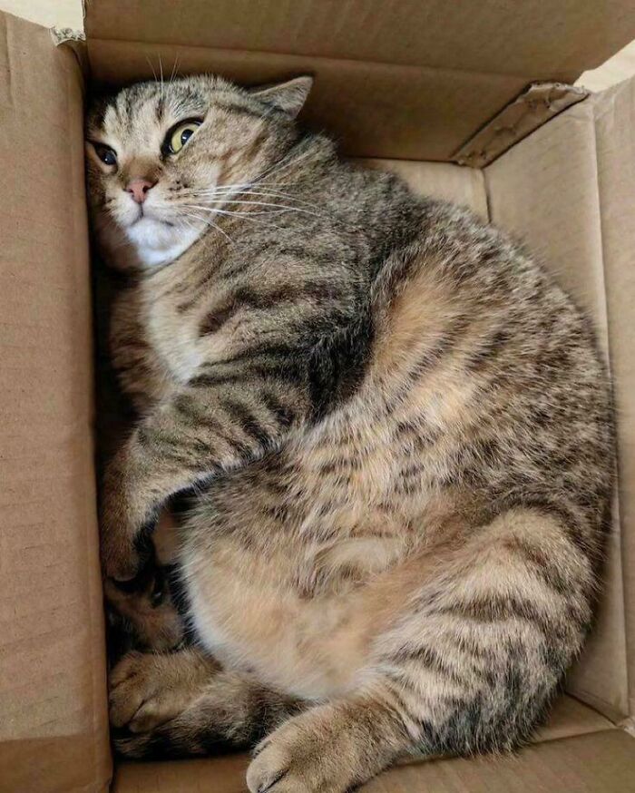 If I Fit, I’m Sitting Here Too