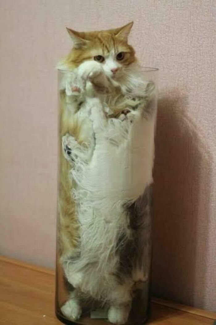 Proof Cats Are Basically Liquid