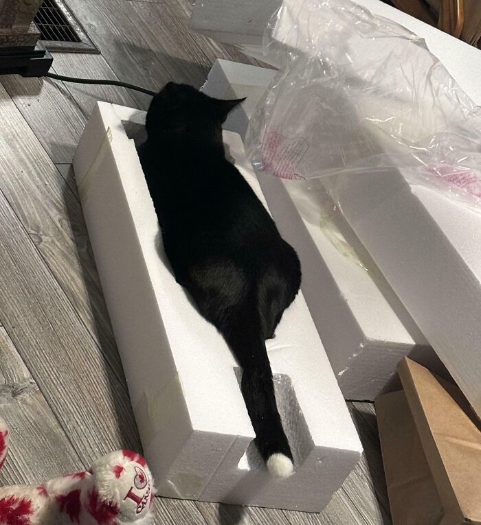 No Way This Was Made for a Lamp