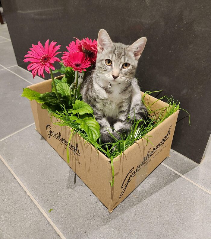 TIFU Leaving My New Plants in a Box—On the Floor