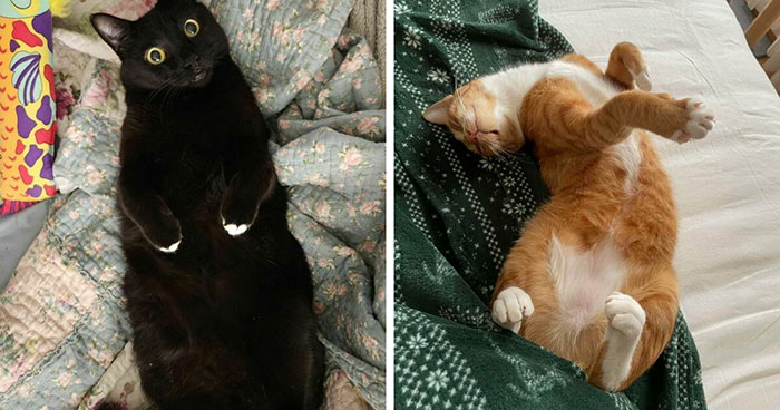 The Ultimate Showdown: 50 Cats Flaunting Their Floofy Bellies (Beware the Trap!)