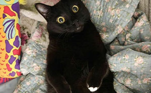 The Ultimate Showdown: 50 Cats Flaunting Their Floofy Bellies (Beware the Trap!)