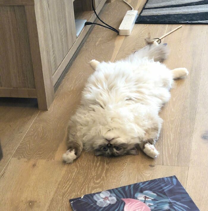 Meet the Belly That’s Basically a Soft Cloud of Happiness