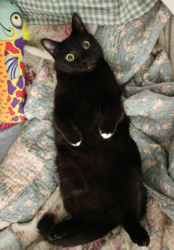 Here’s Flynn—Professional Belly Ticklee Extraordinaire