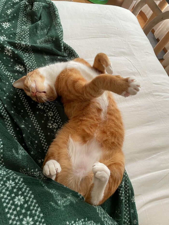 Why Does His Belly Smell So Good? Asking for a Friend