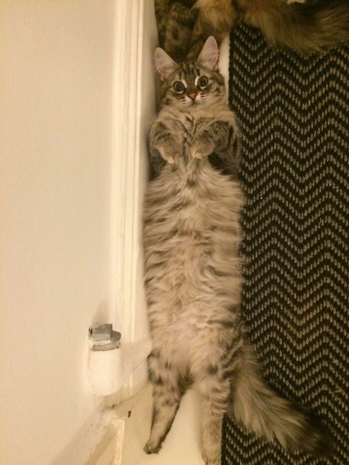 Still My All-Time Fav Floof Face