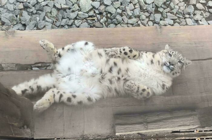 Snow Leopard Bellies Are a Thing? Oh Yeah!