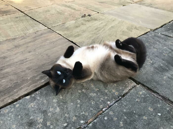 Neighbor’s Cat Makes a Surprise Belly Cameo in My Yard