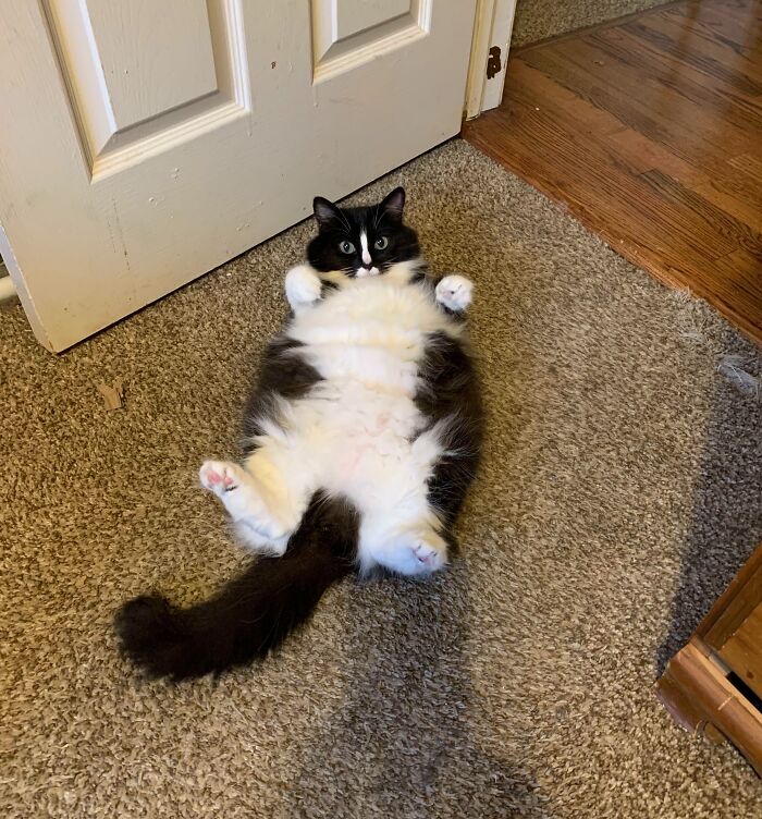 Summer Showing Off All That Floof