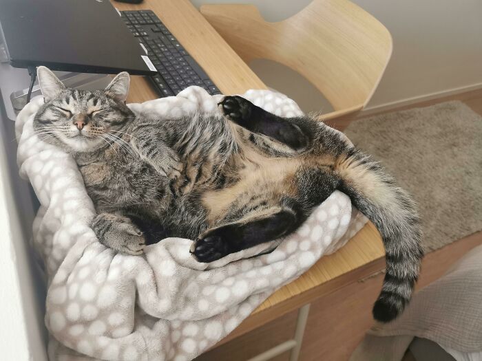 Susie Takes Over the Entire Workstation... With Her Belly
