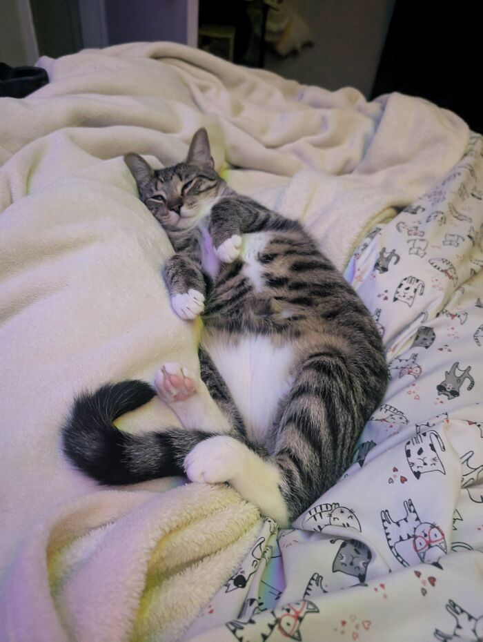 Miss Kiwi Loves Showing Off Her Belly—No Tricks, Just Softness