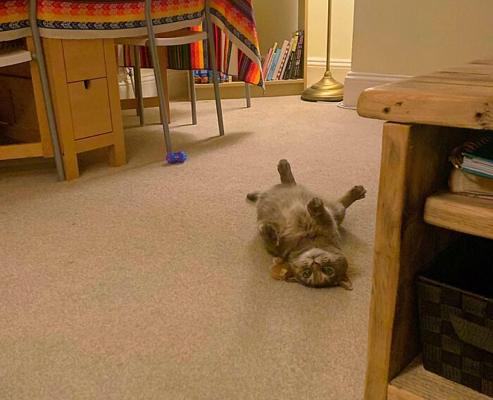 Buffy’s Slow Fade From Hiding Under the Bed to Belly Showing Pro